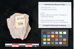 Foto (Objekt + Etikett) von Dictyopteris brongniarti Gutb. (NHMW-GEO-2024-0188-10786)